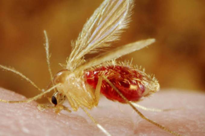 leishmaniose
