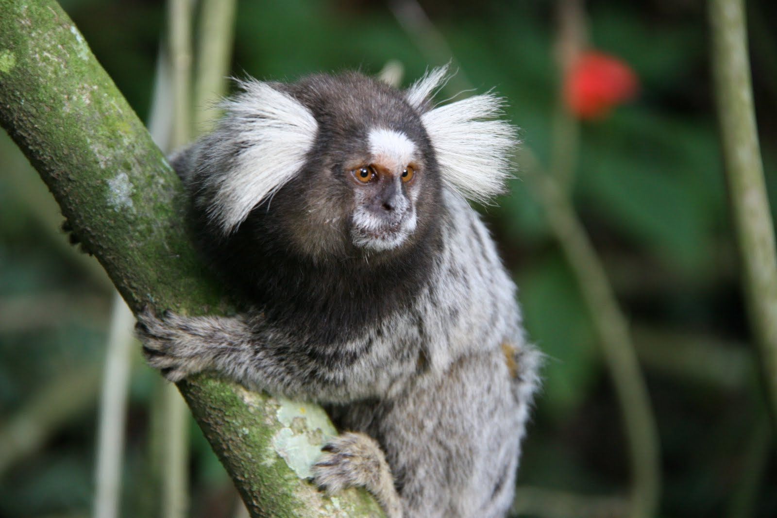 sagui