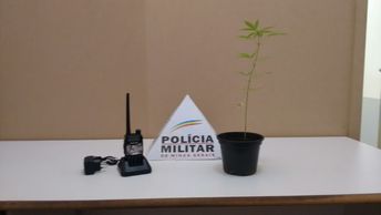radio maconha