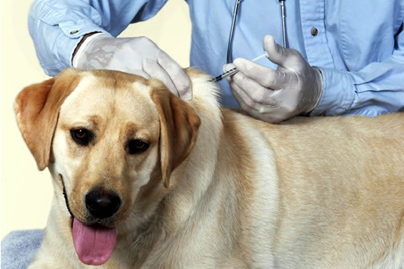 vacina-raiva-interna