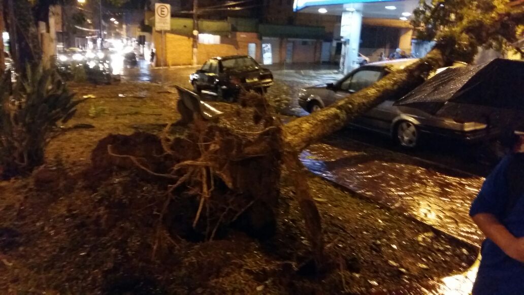 Árvore caiu em cima de um carro na Praça Monsenhor Domingos Pinheiro, no Centro