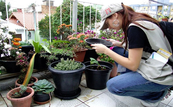 limpeza-prato-planta
