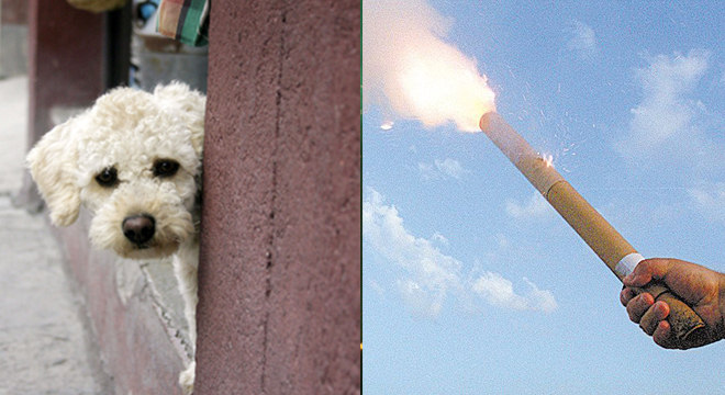 fogos